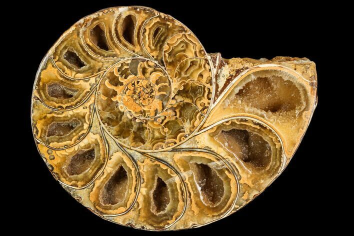 Sliced, Agatized Ammonite Fossil (half) - Jurassic #110734